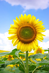 Fototapeta premium sunflower field over cloudy blue sky