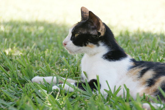 Katzenmutter