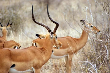Printed kitchen splashbacks Antelope antilope