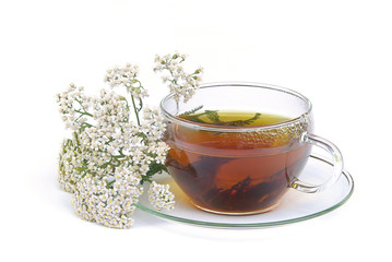 Tee Schafgarbe - tea yarrow 01