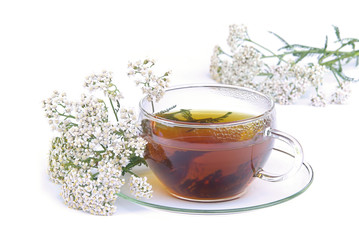Tee Schafgarbe - tea yarrow 02