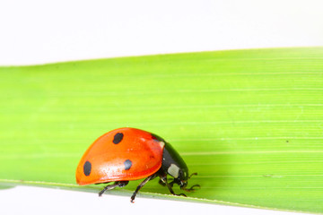 ladybug on grass isolated on white