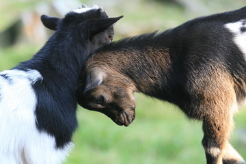 spielende ziegenbabys