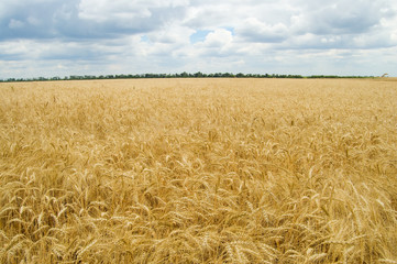 field of ripe wheat gold color south Ukraine