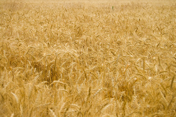 field of ripe wheat gold color south Ukraine