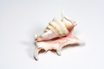 Sea shell