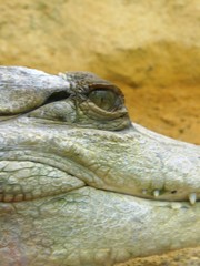 Regard de crocodile