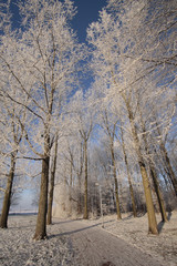 Obraz na płótnie Canvas Ice covered trees