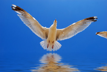 l'envol d'une mouette