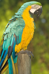 Blue and yellow Macaw