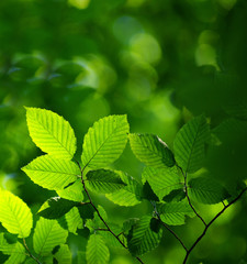 Fototapeta na wymiar zielonym tle liści w słoneczny dzień