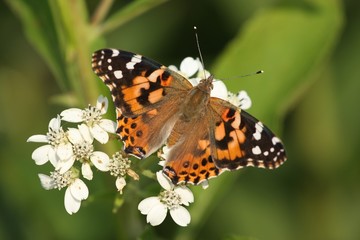 Painted Lady Butterfly