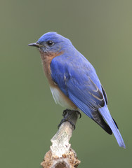Male Eastern Bluebird (Sialia sialis) on a stump
