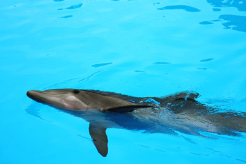 Naklejka premium Delphin liyng in the water