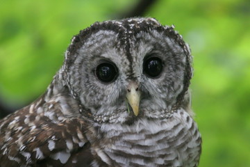 Barred Owl Close Up Face,Virginia, USA