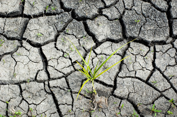 Texture of dry soil and young plants