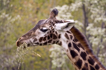 pictures of the wild animals