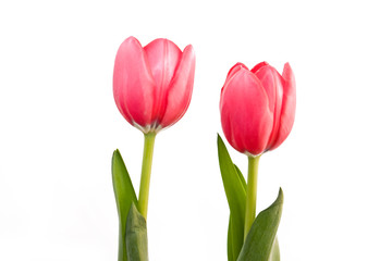 twin tulips isolated