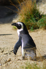 Pinguin