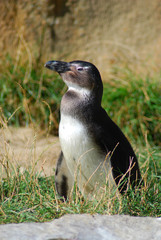 Pinguin
