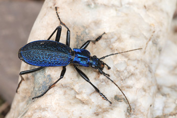 Dunkelblauer Laufkäfer - Carabus intricatus