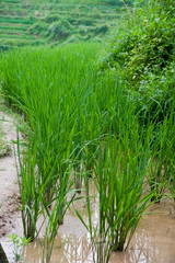 Guilin Rice Field Terrace