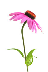 Blooming medicinal herb echinacea purpurea or coneflower - obrazy, fototapety, plakaty