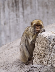 Photo of thezoo animals - monkey