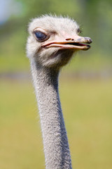 Photo of thezoo animals - ostrich