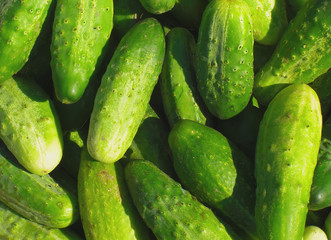 Green cucumbers background