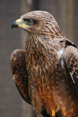 aigle