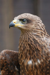 aigle, rapace,profil, extérieur,plumes,