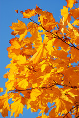 Autumn leaves against blue sky