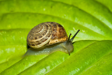 snail on the green leaf.