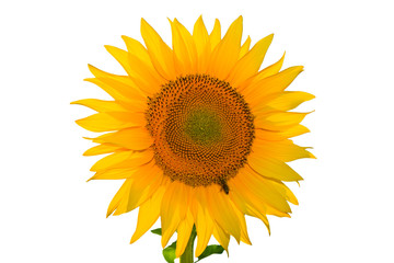 Obraz premium Isolated yellow sunflower on white background