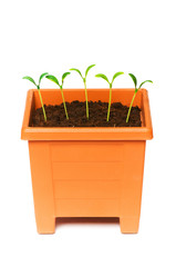 Green saplings growing in the clay pot