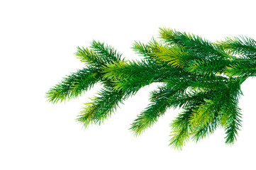 Close up of fir tree branch isolated on white