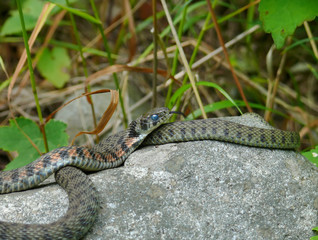 Obraz premium Snake 3