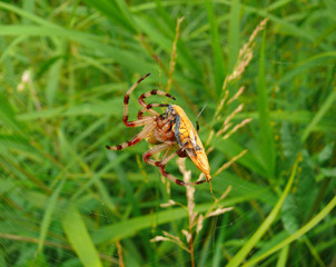 Spider 39