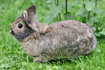 Osterhase