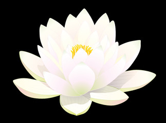 fleur de lotus blanc sur fond noir