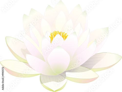 Fleur De Lotus Blanc Stock Image And Royalty Free Vector