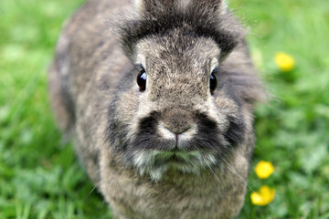 Fototapeta premium Kaninchen