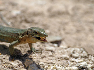 Fressende Dragonera-Eidechse