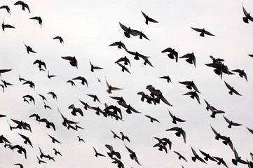 Fototapeta na wymiar Silhouettes of a flock of pigeons