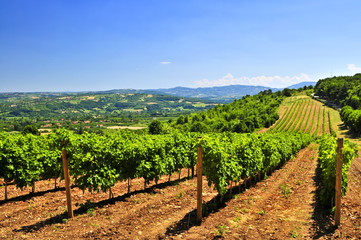 Summer landscape with vineyard in rural Serbia