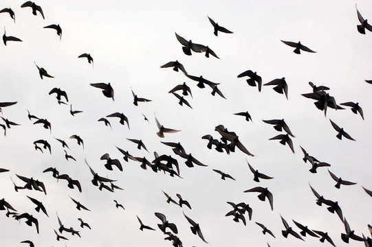 Silhouettes of a flock of pigeons