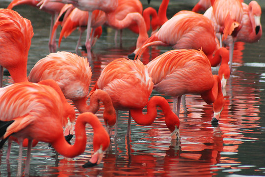 Flamingos