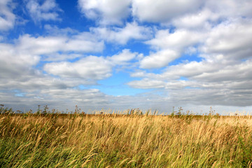 meadow and blue sky and white clouds