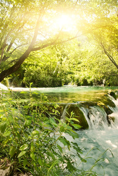 Fototapeta Sunshine in a forest